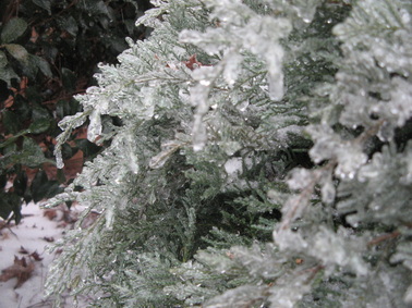 Ice on a Bush